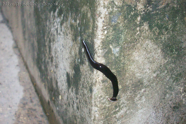 Land Planarians Hammerhead worm