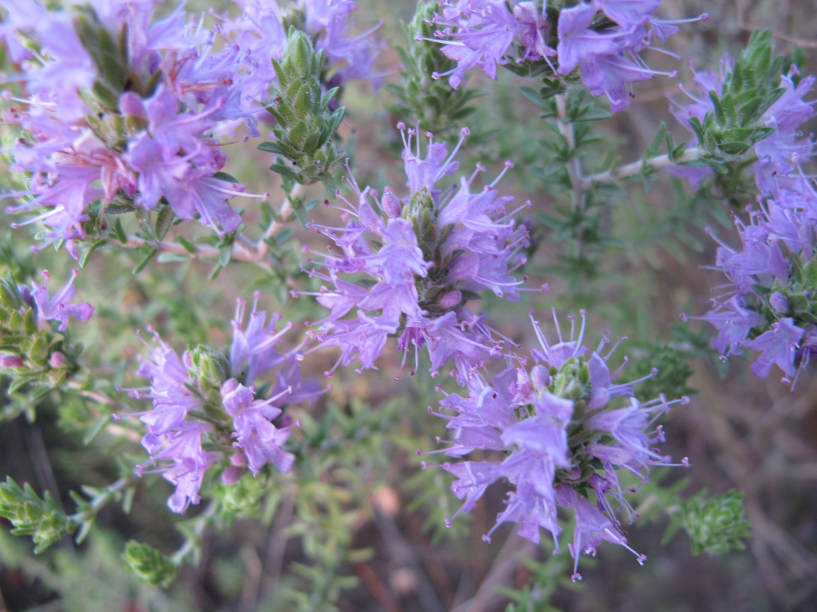 FLORA NEL SALENTO e.. anche altrove Thymbra capitata (L.) Cav = Thymus
