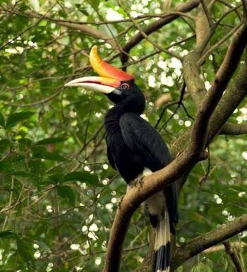 Filosofi Tato Burung Enggang Dayak