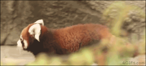 Diferente do que seu nome e sua aparência sugerem, o panda-vermelho não é um parente dos ursos, nem dos guaxinins, muito menos dos felídeos ou canídeos. Trata-se de um mamífero que é membro único de sua família (Ailuridae).
