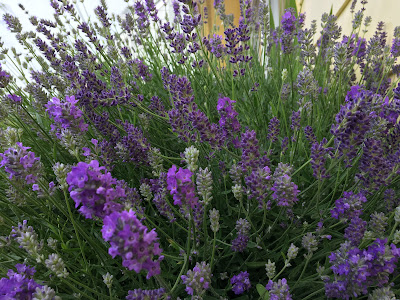 Lavender in full bloom