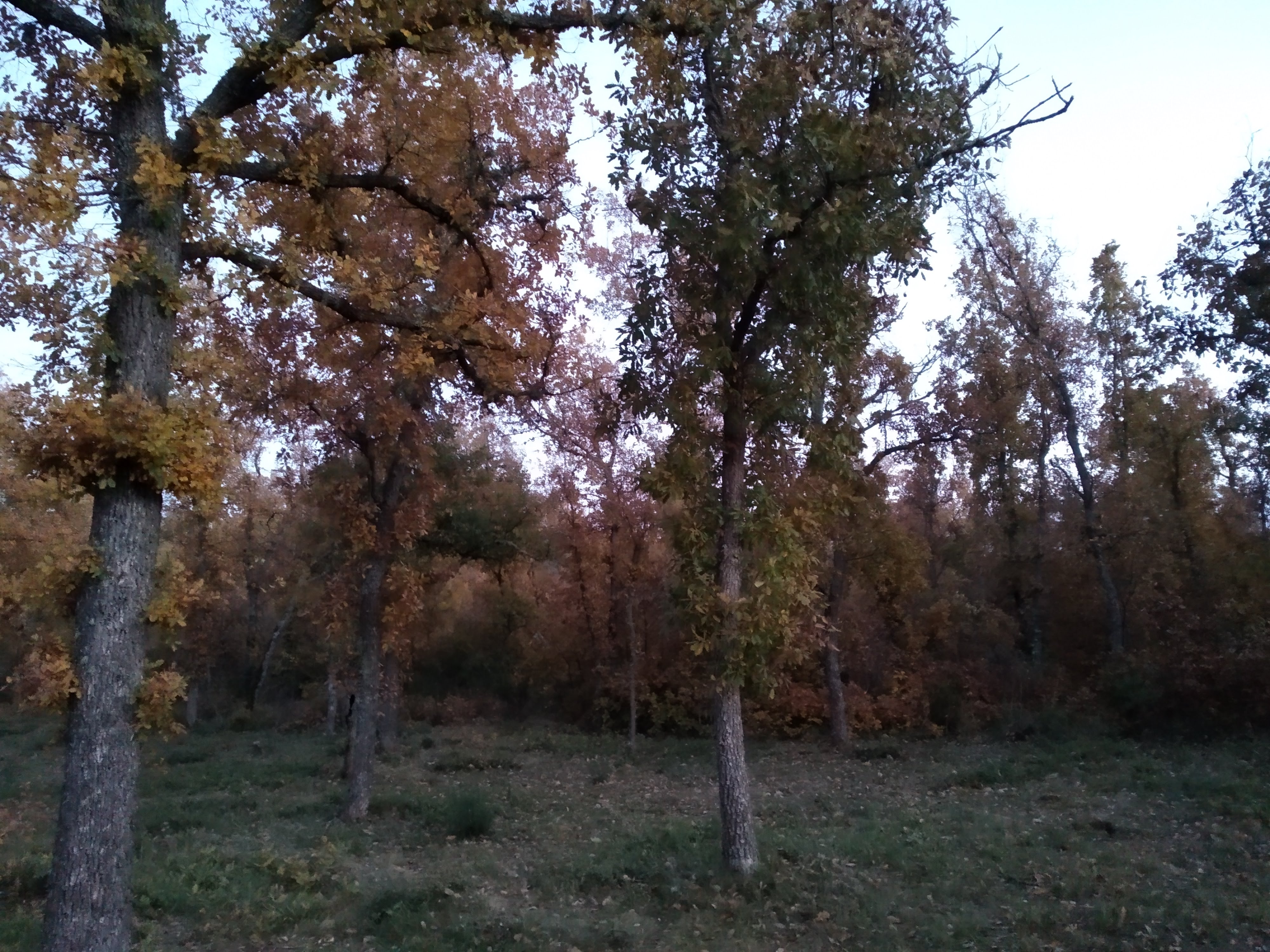 Memoria Sobre La Educacion Publica Jovellanos Comentario De Texto