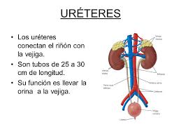 uréter