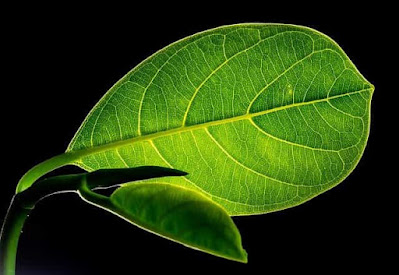 The Organ That Makes Food In Plants: Leaves