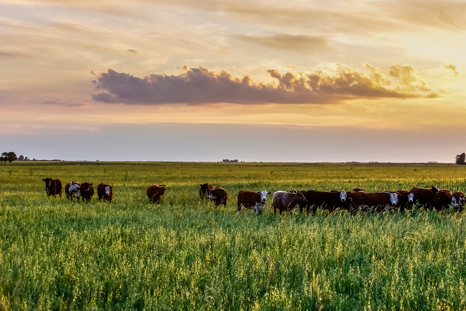 Pampas y gauchos. El vacuno en Argentina.