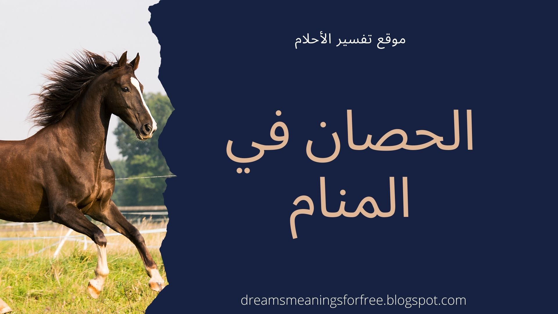 الحصان في المنام تفسير حلم الحصان للرجل و المرأة المتزوجة و الحامل و العزباء