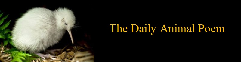 Caring for animals questions and answers picture