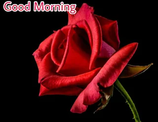 Beautiful good morning images , pics and photos of red rose flowers