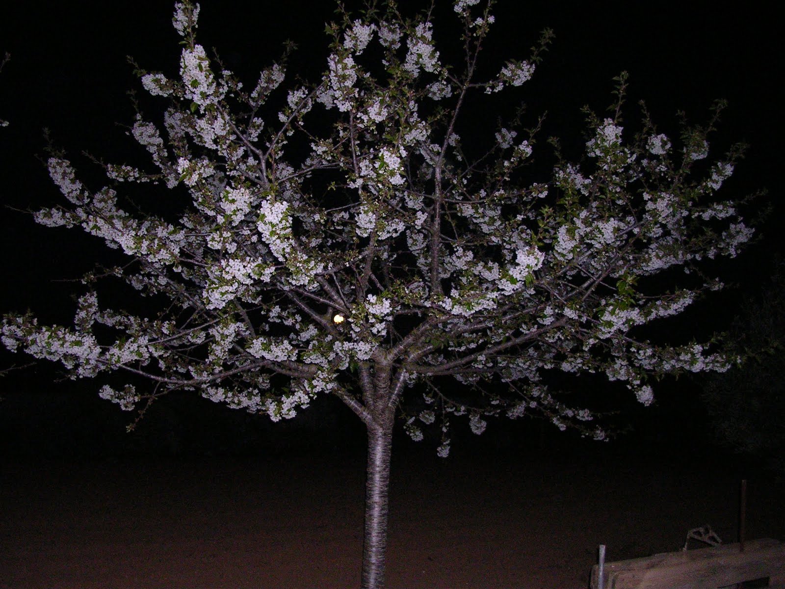 ESPLADESAGUELA: flores del huerto 2011