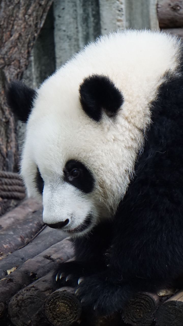 Ảnh nền gấu Panda: Gấu Panda là một trong những con vật đáng yêu và được yêu thích nhất trên thế giới. Không chỉ dừng lại ở việc xem chúng trên phim ảnh, bạn còn có thể giúp cho màn hình điện thoại của mình trở nên đáng yêu hơn với ảnh nền gấu Panda. Hãy sử dụng ảnh nền này để mang đến niềm vui và hạnh phúc cho cuộc sống của bạn.