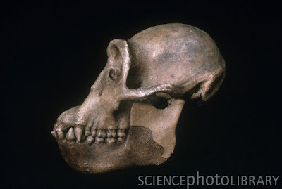 Dryopithecus skull