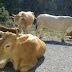 Άρτα:Ενημέρωση κτηνοτρόφων για την απαγόρευση κυκλοφορίας ανεπιτήρητων παραγωγικών ζώων 