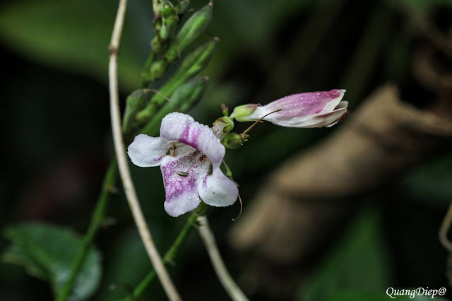 Asystasia gangetica subsp. micrantha (Nees) Ensermu