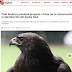  Club América busca preservación del águila real