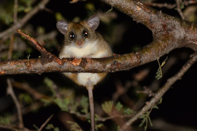 Thallomys paedulcus Thallomys paedulcus