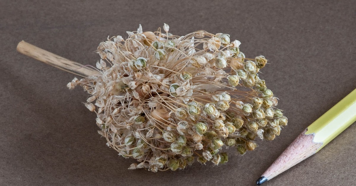 Garlic Analecta Growing Garlic From True Seed