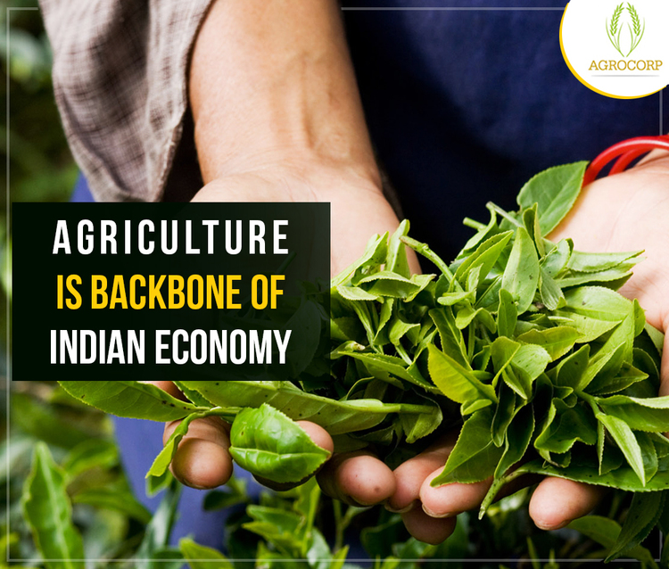 essay on agriculture the backbone of india