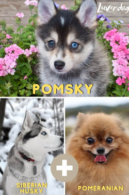 Pomsky