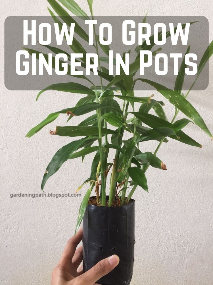 How To Grow Ginger In Pots