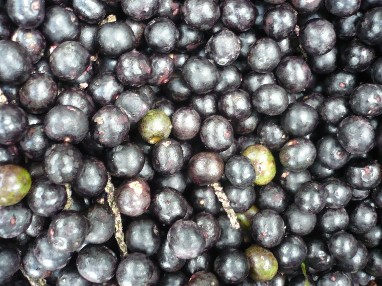 Fruit Warehouse Açaí palm ( Euterpe oleracea )