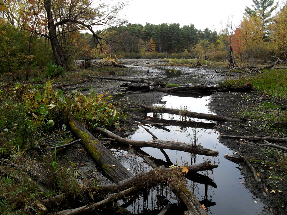 No Fixed Address Mud Lake / Britannia conservation area