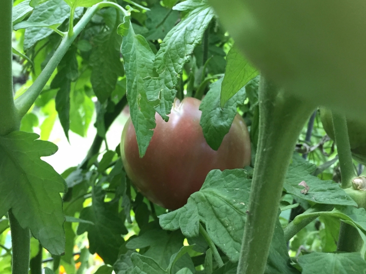 How to Grow Cherokee Purple Tomatoes THE JOY BLOG