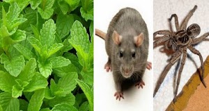 Si vous avez cette plante dans votre maison, vous ne verrez plus jamais ni de souris ni d’araignées ou d’autre insectes 