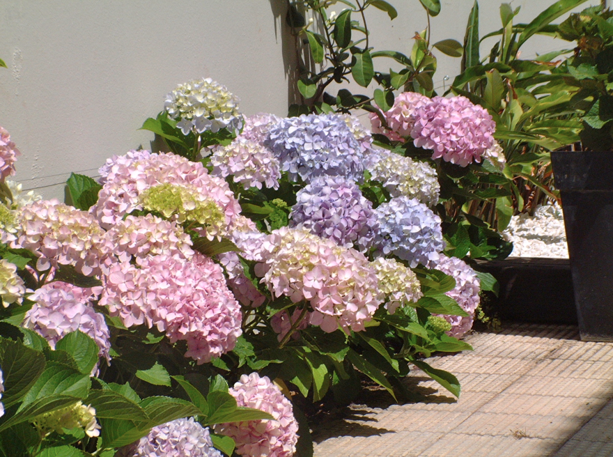 carrot and co: Jardines Pequeños..........Garaje busca Jardín