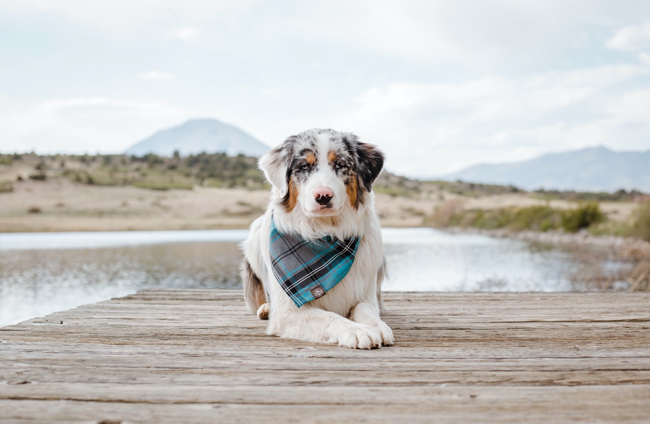 Are Australian Shepherds Good With Kids?