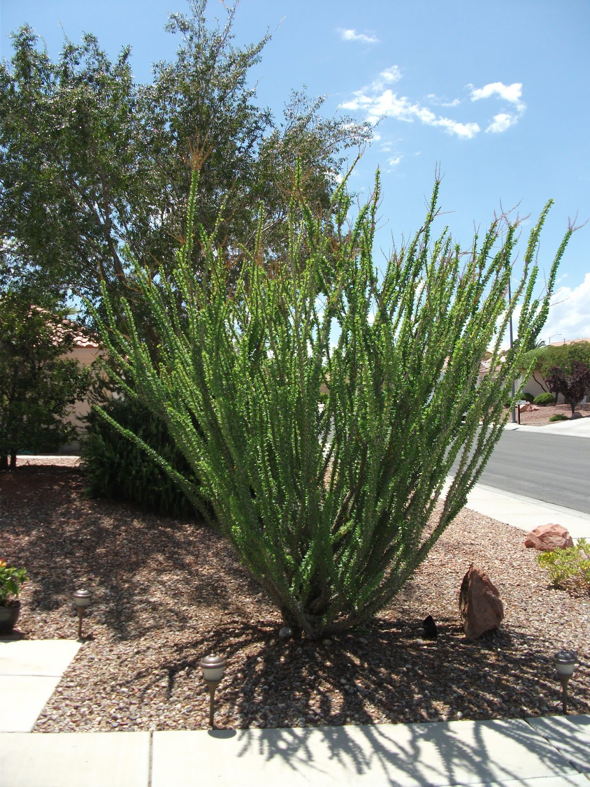 Xtremehorticulture of the Desert Part of My New Ocotillo is Dying