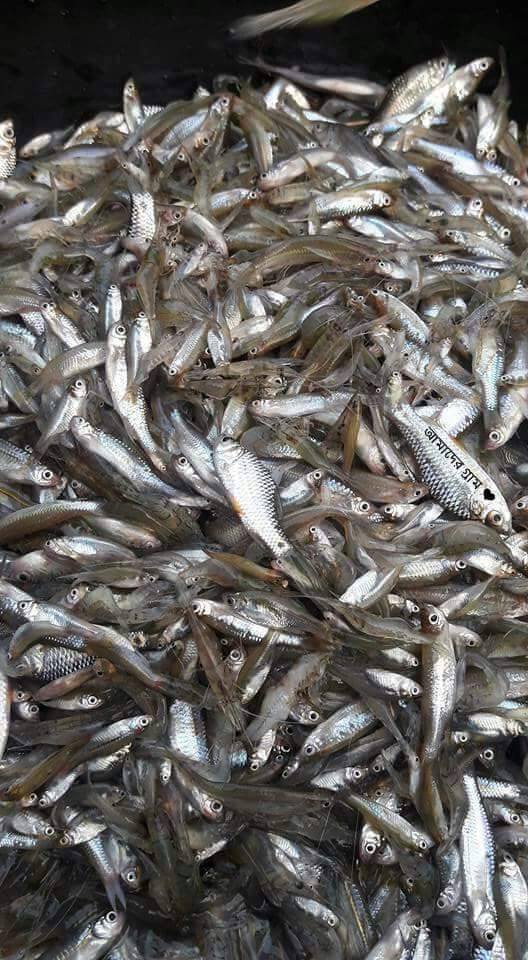 fish names english and odia fish names english and odia