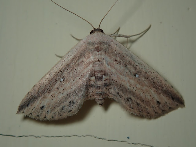 Arasada pyraliformis Arasada pyraliformis