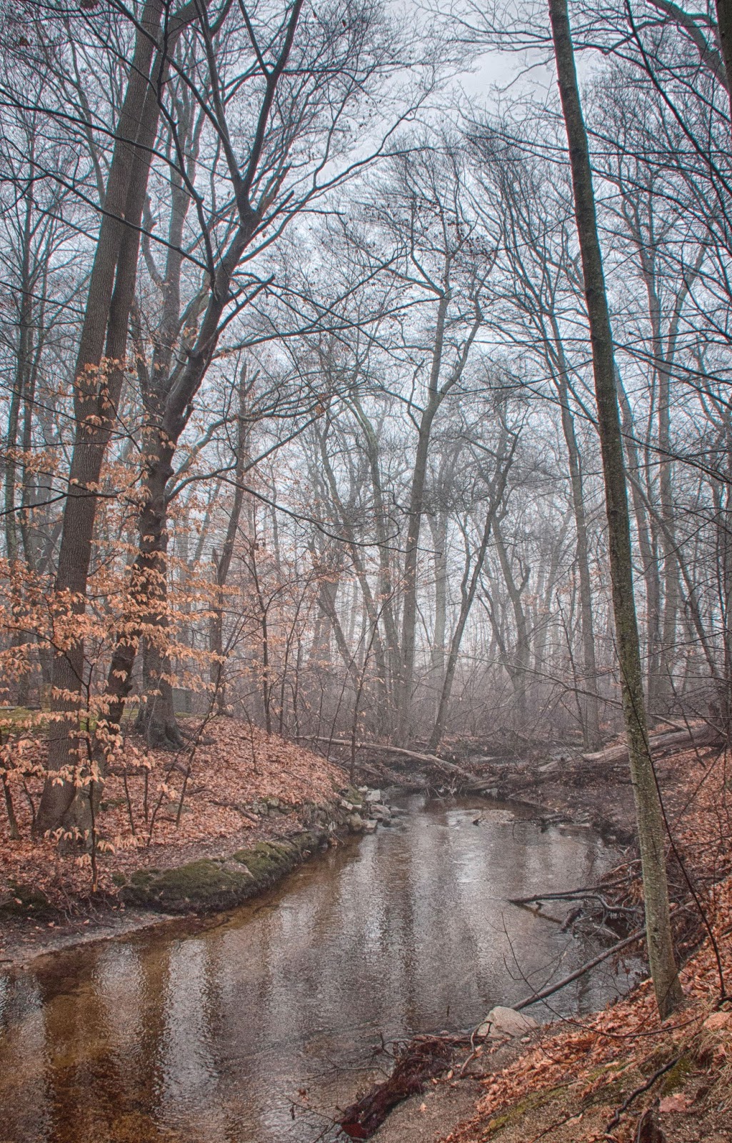 Carol's View Of New England Island Grove Fog, Abington MA
