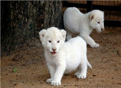 White Lion Cubs together