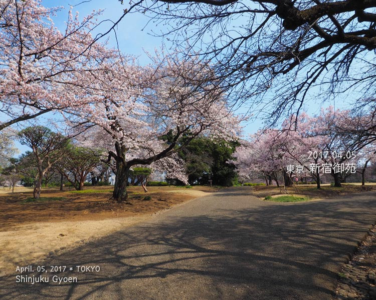 新宿御苑の桜がやっぱりすごかった！