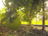 Tips-tips Mengolah Buah Maja dan Kenali Manfaatnya