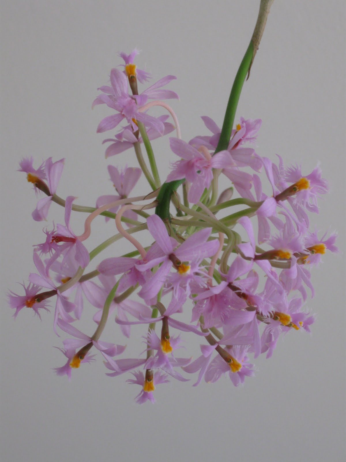 Mini-orquídeas