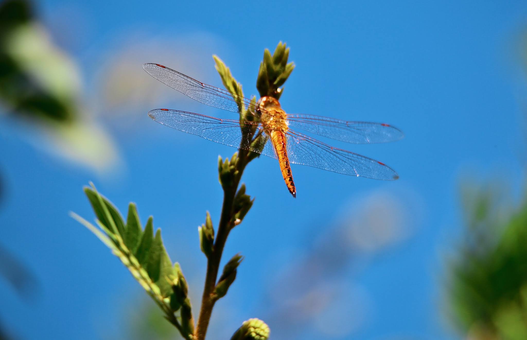 Globe Skimmer Dragonfly