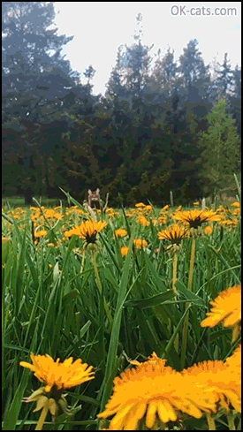 Funny Cat GIF • Beautiful cat leaping in a beautiful orange flower field. He's so happy during summer [ok-cats.com]