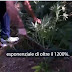 RAI3: Cannabis cultivation increased by 12 times in Albania; Albanin authorities deny this