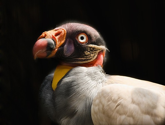 Being among the weirdest animals in the world, King Vulture head and neck are bared; there is no plumage in it.