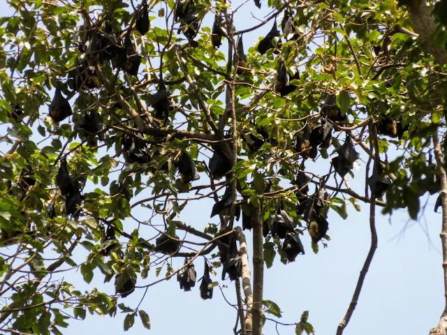 Bats at the Royal Gardens in Siem Reap Cambodia