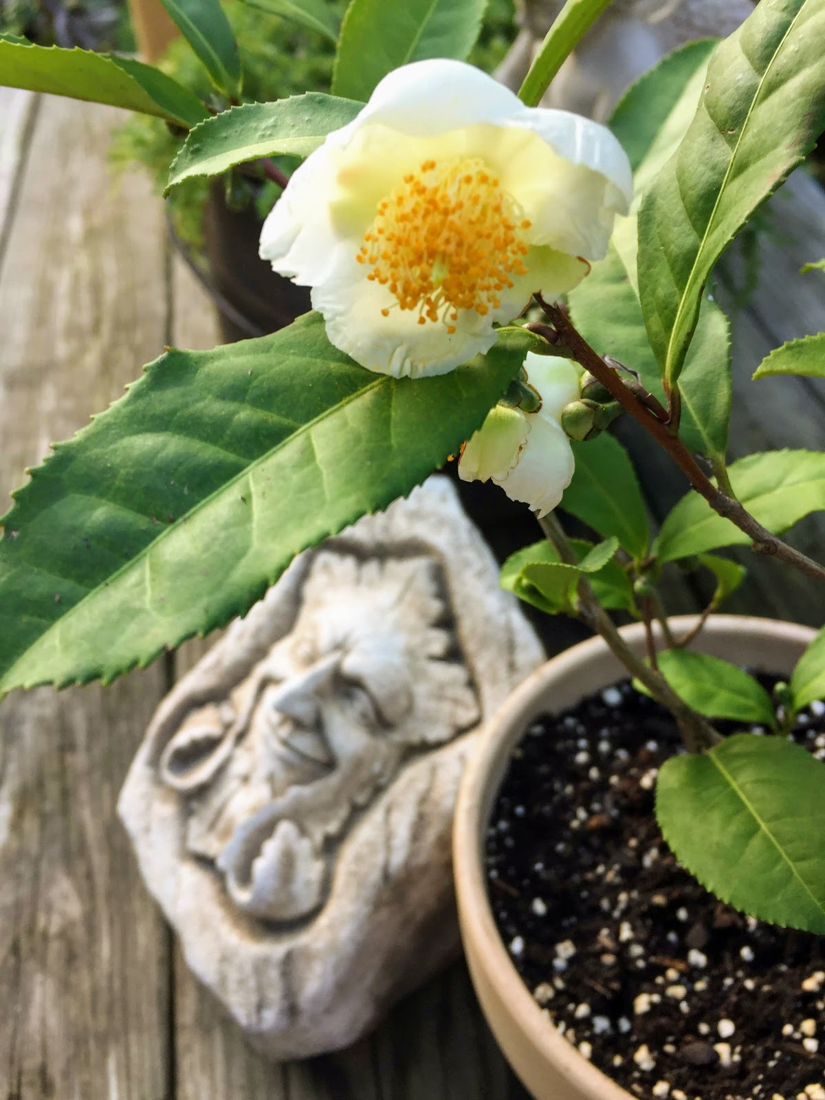 Rosemary's Sampler Pennsylvania Tea Festival