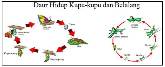 Kunci Jawaban Tema 6 Kelas 4 Halaman 141