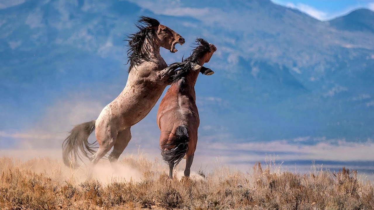 What States Have Wild Horses Horse Choices what-states-have-wild-horses-horse-choices