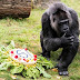 Recycling an old mobile phone can save gorilla populations