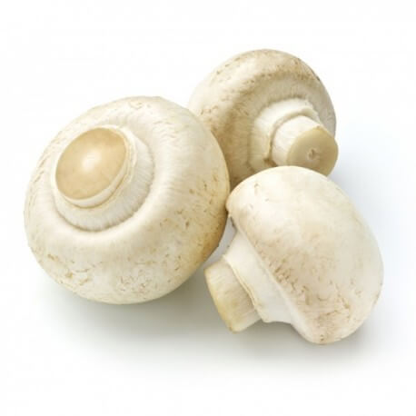 PROPIEDADES DEL CHAMPIÑON | Centro Terapeutico EcoSalud