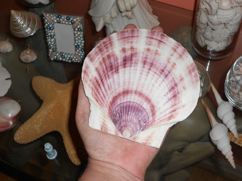 Del's Shells More Ways to Display Shells