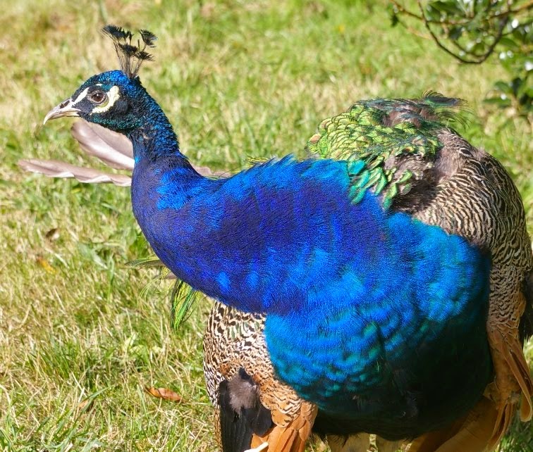 Kew peacock