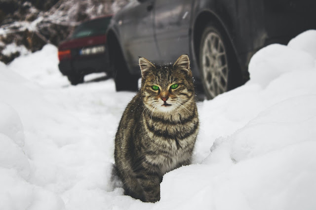 winter weather tips for outdoor cats